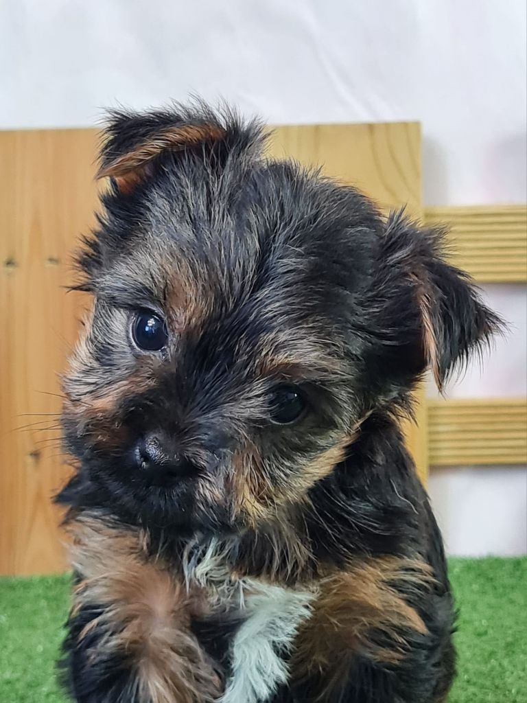 du mont de la chenaie - Chiots disponibles - Yorkshire Terrier