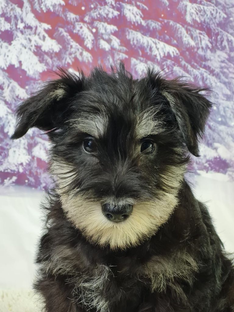 du mont de la chenaie - Chiots disponibles - Schnauzer miniature