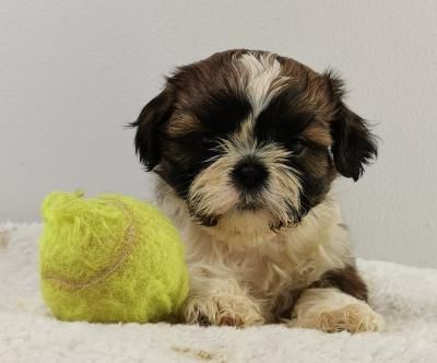 du mont de la chenaie - Shih Tzu - Portée née le 03/11/2021