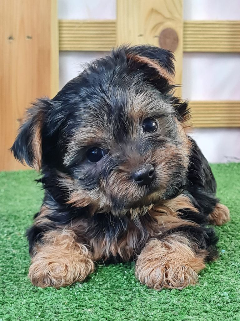 du mont de la chenaie - Chiots disponibles - Yorkshire Terrier