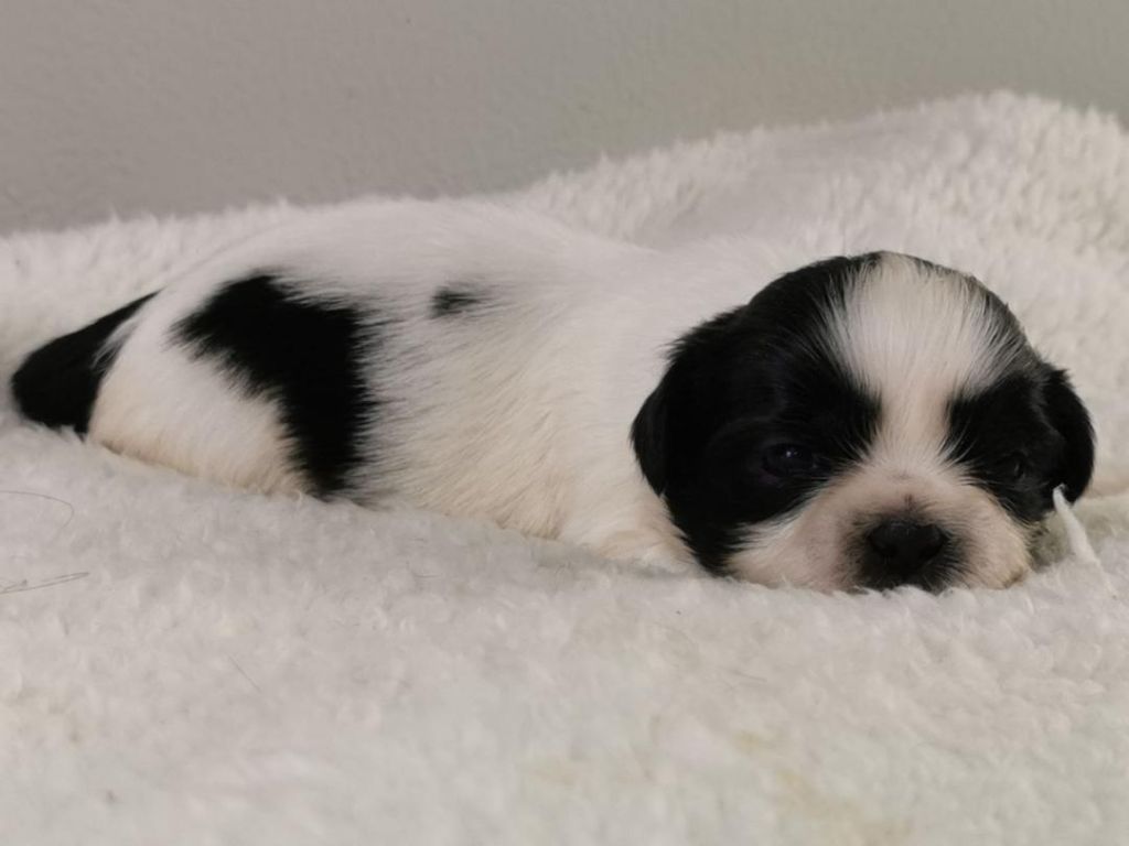 du mont de la chenaie - Shih Tzu - Portée née le 17/02/2021