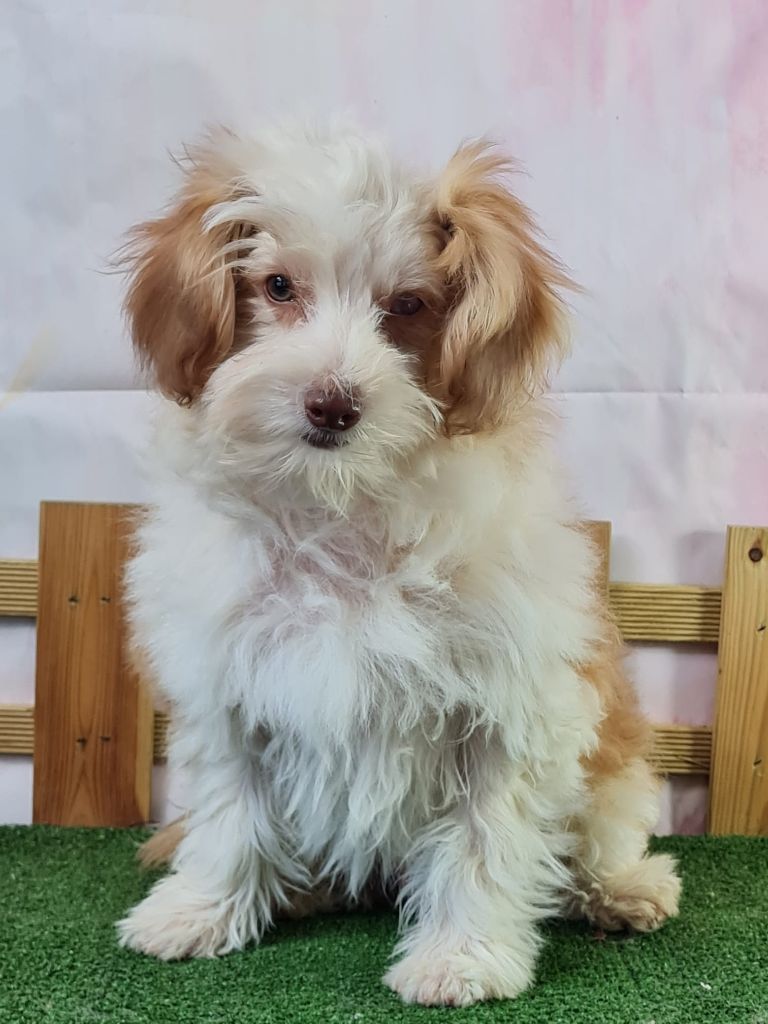 du mont de la chenaie - Chiots disponibles - Chien chinois à crête