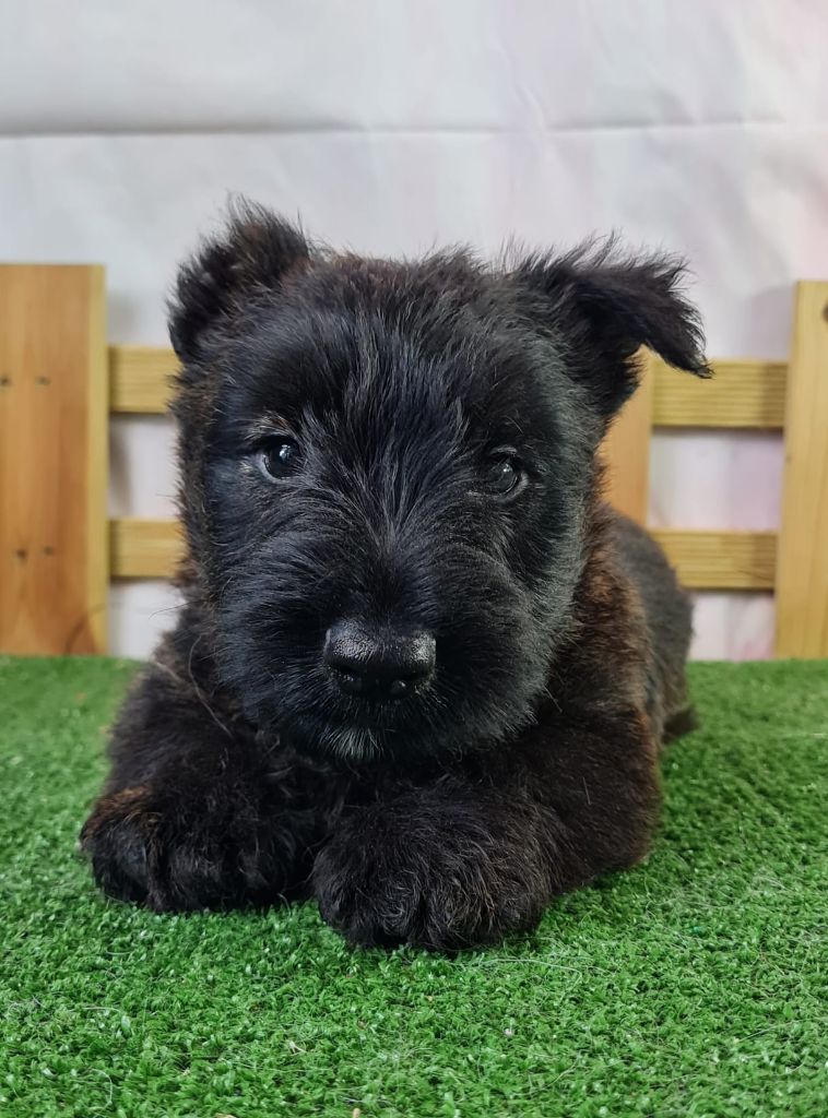 du mont de la chenaie - Chiots disponibles - Scottish Terrier