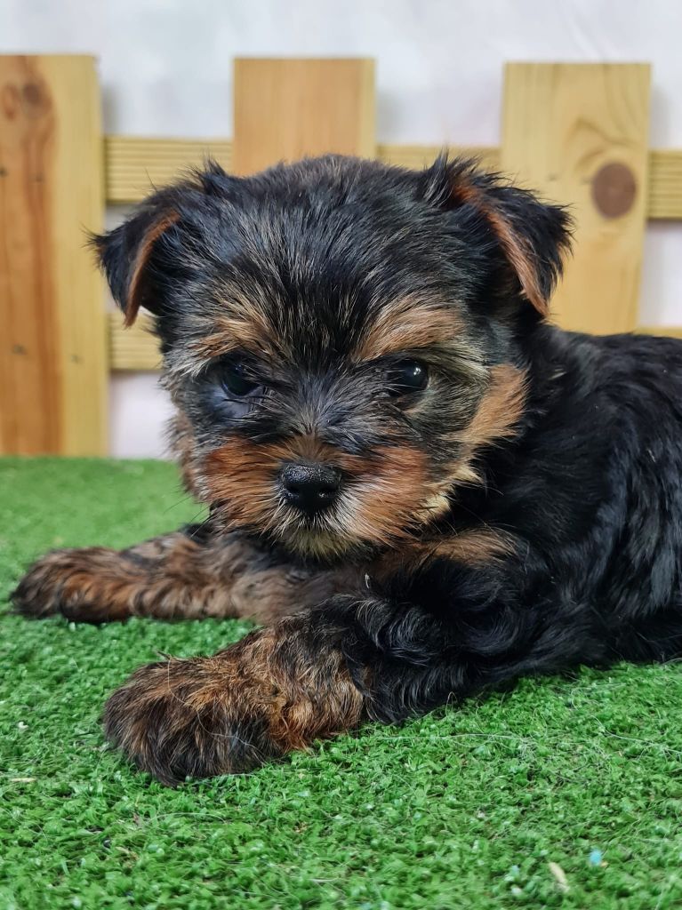 du mont de la chenaie - Chiots disponibles - Yorkshire Terrier