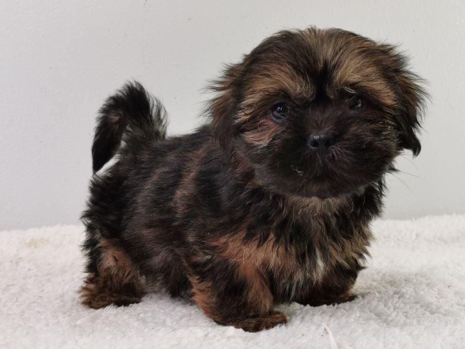 du mont de la chenaie - Lhassa Apso - Portée née le 29/06/2021