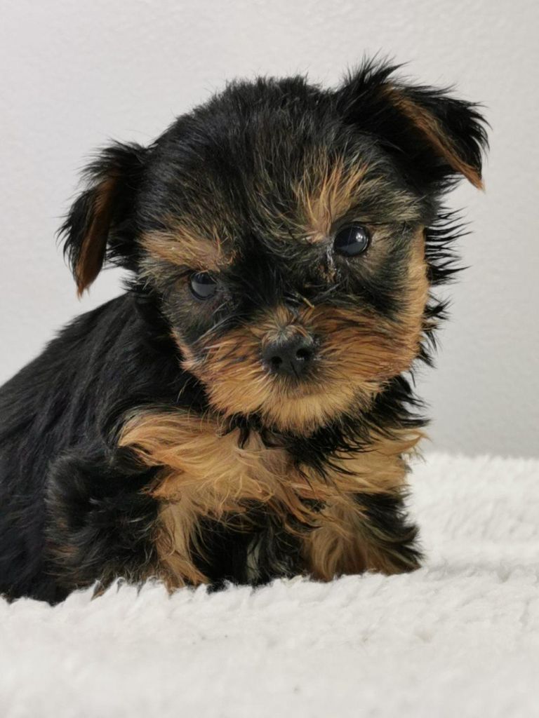 du mont de la chenaie - Yorkshire Terrier - Portée née le 29/10/2021