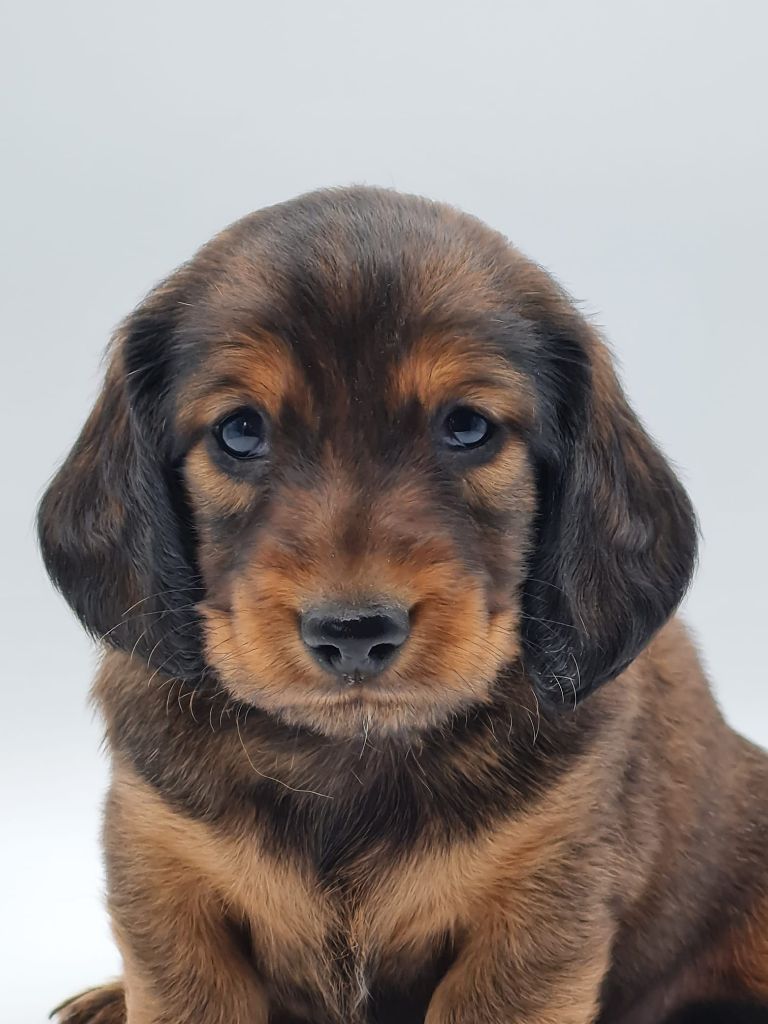 du mont de la chenaie - Chiots disponibles - Teckel poil long