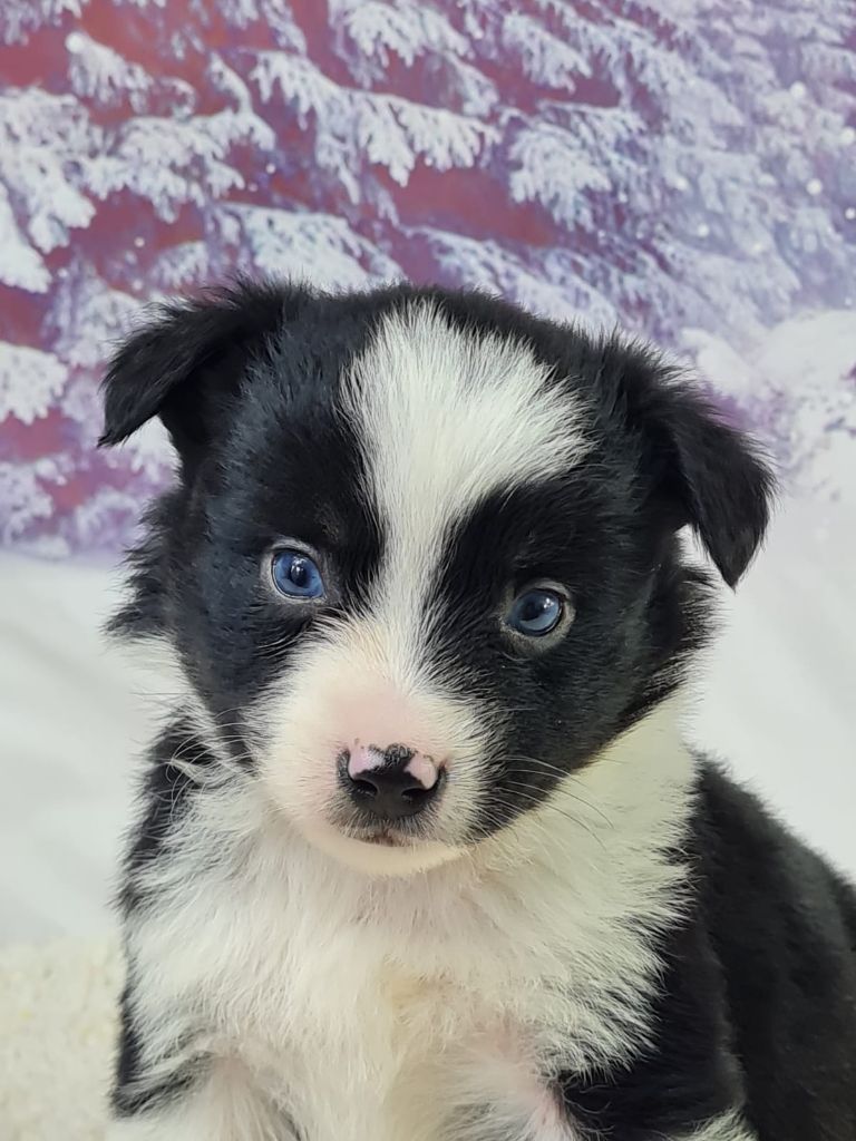 du mont de la chenaie - Chiots disponibles - Berger Américain Miniature 