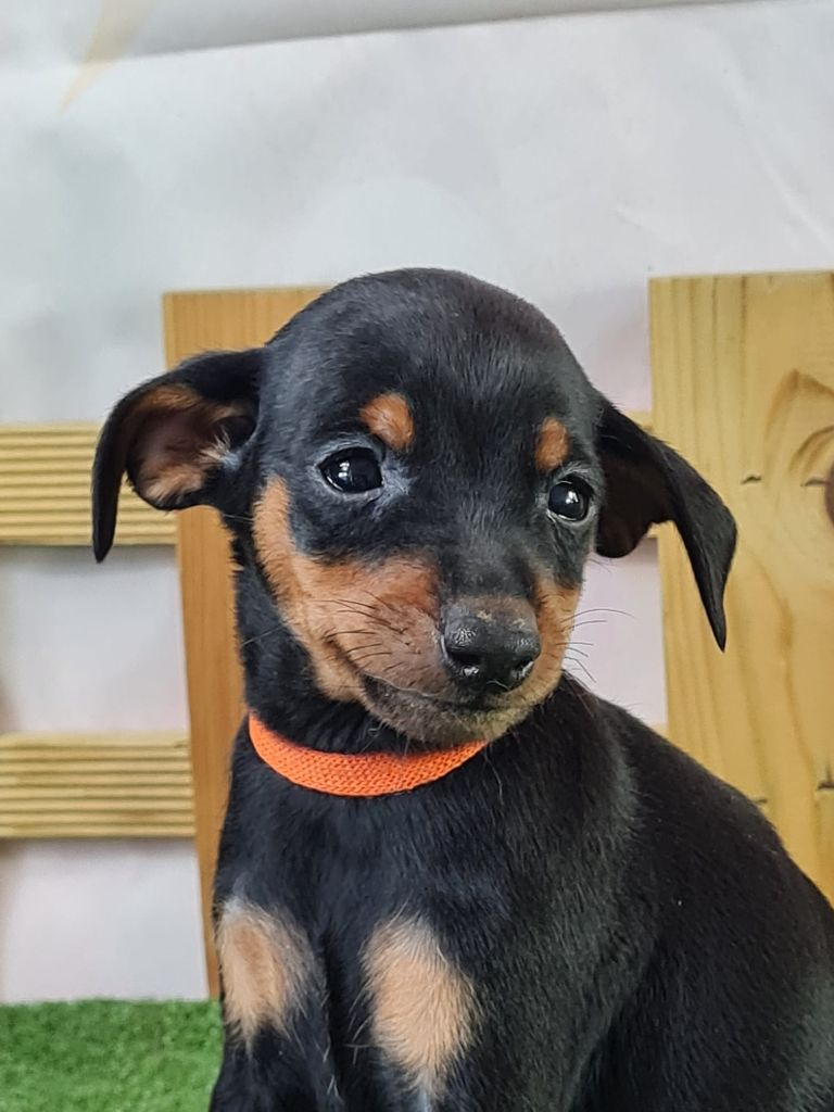 du mont de la chenaie - Chiots disponibles - Pinscher nain