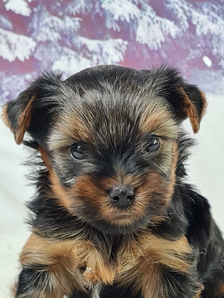 du mont de la chenaie - Chiots disponibles - Yorkshire Terrier