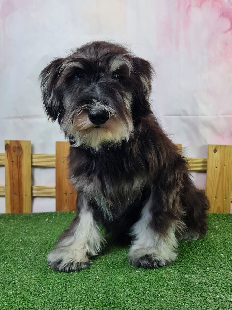 du mont de la chenaie - Schnauzer miniature - Portée née le 30/12/2024