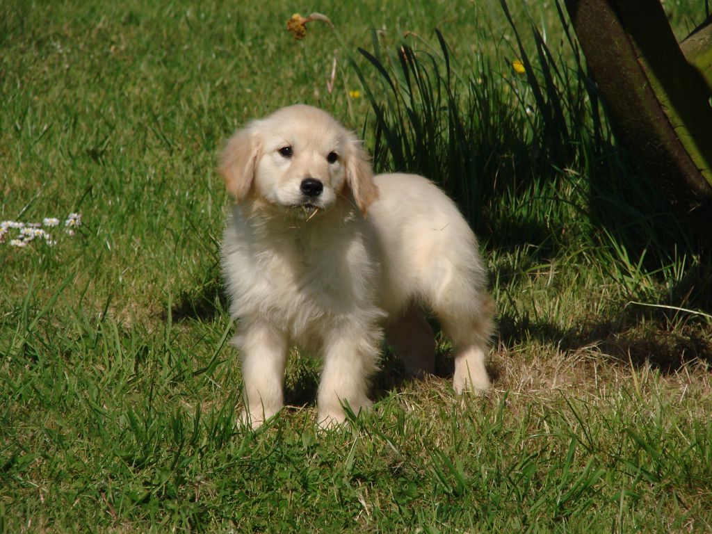 du mont de la chenaie - Golden Retriever - Portée née le 19/01/2020