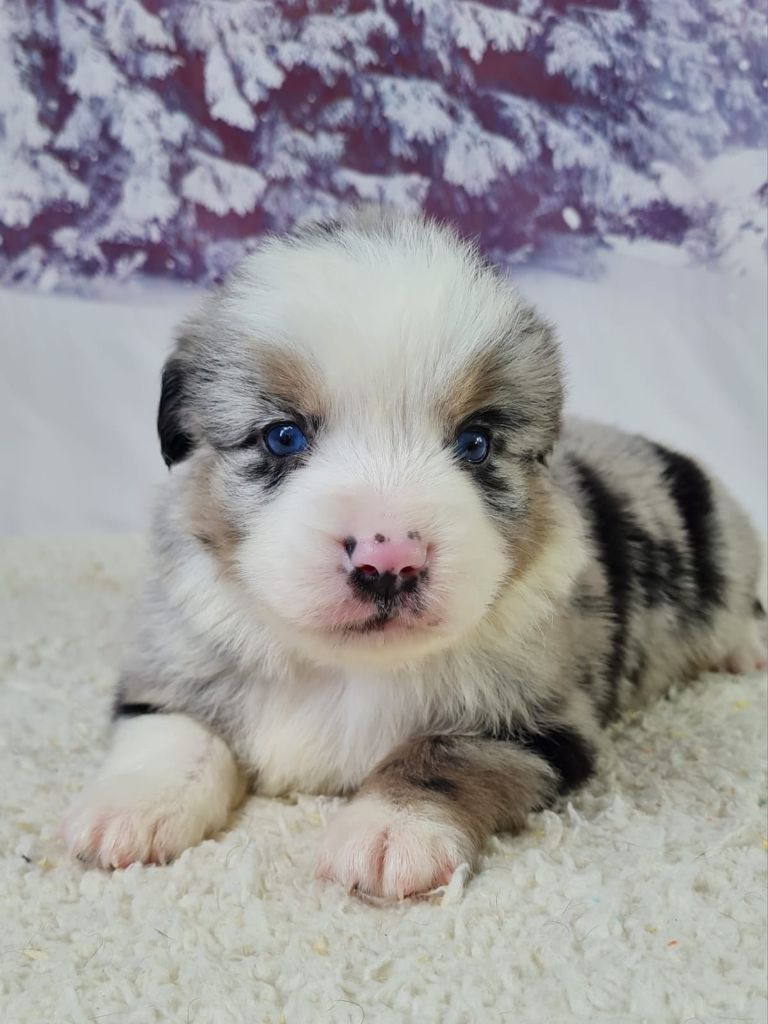 du mont de la chenaie - Chiots disponibles - Berger Américain Miniature 