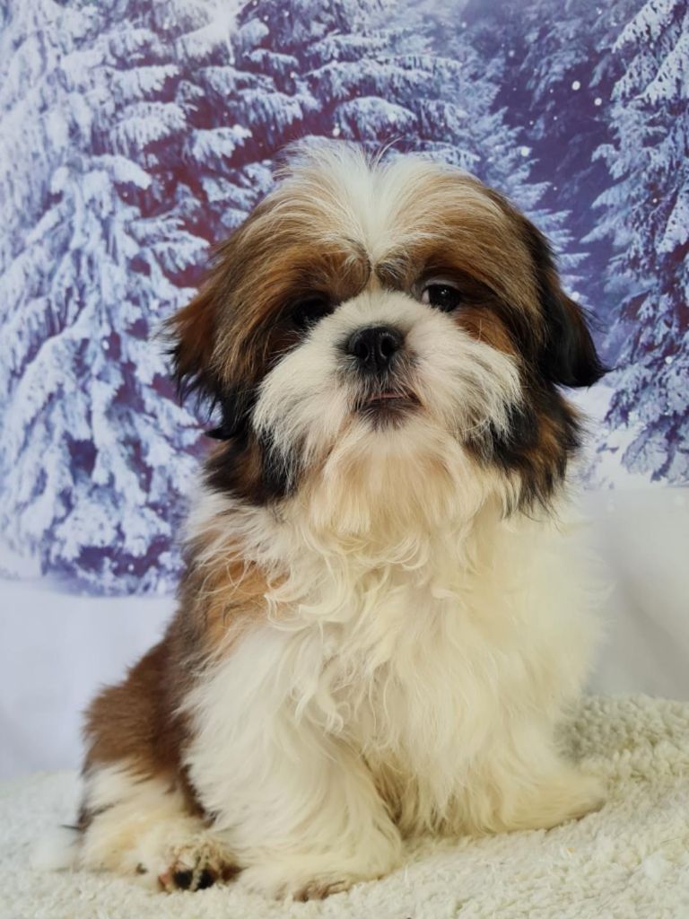 du mont de la chenaie - Shih Tzu - Portée née le 17/12/2022