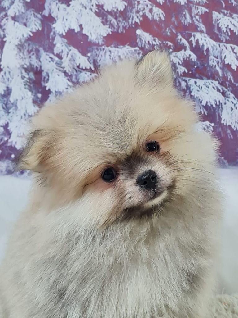 du mont de la chenaie - Chiots disponibles - Spitz allemand
