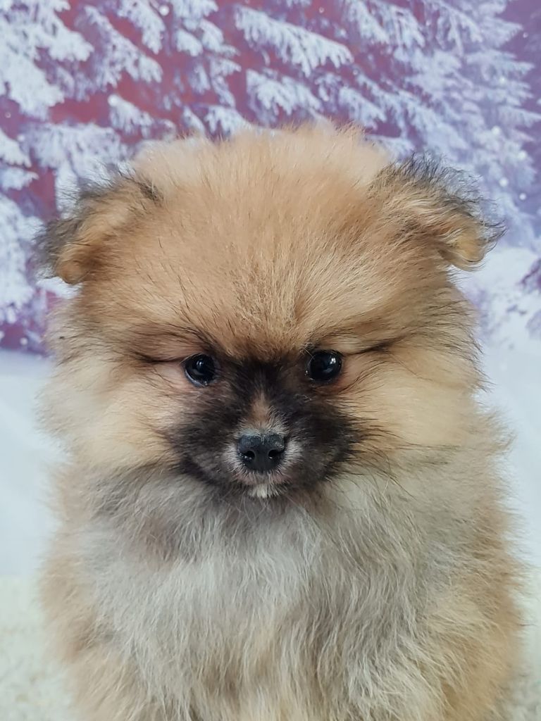du mont de la chenaie - Chiots disponibles - Spitz allemand