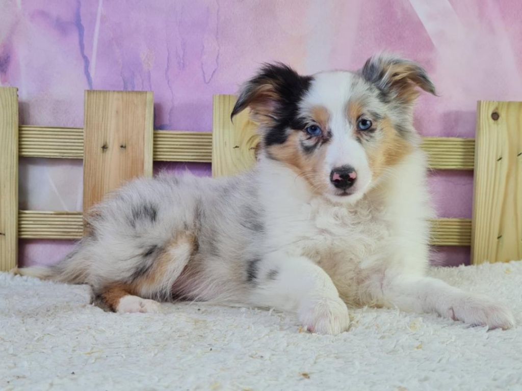 du mont de la chenaie - Shetland Sheepdog - Portée née le 27/05/2022