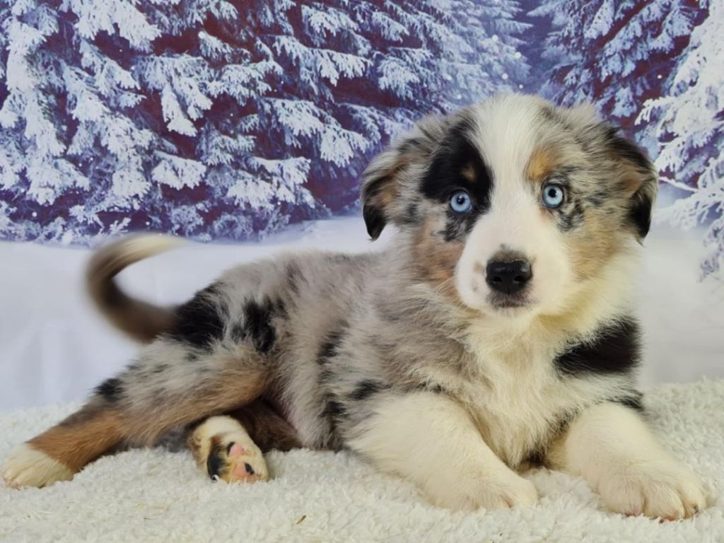 du mont de la chenaie - Berger Américain Miniature  - Portée née le 07/02/2023