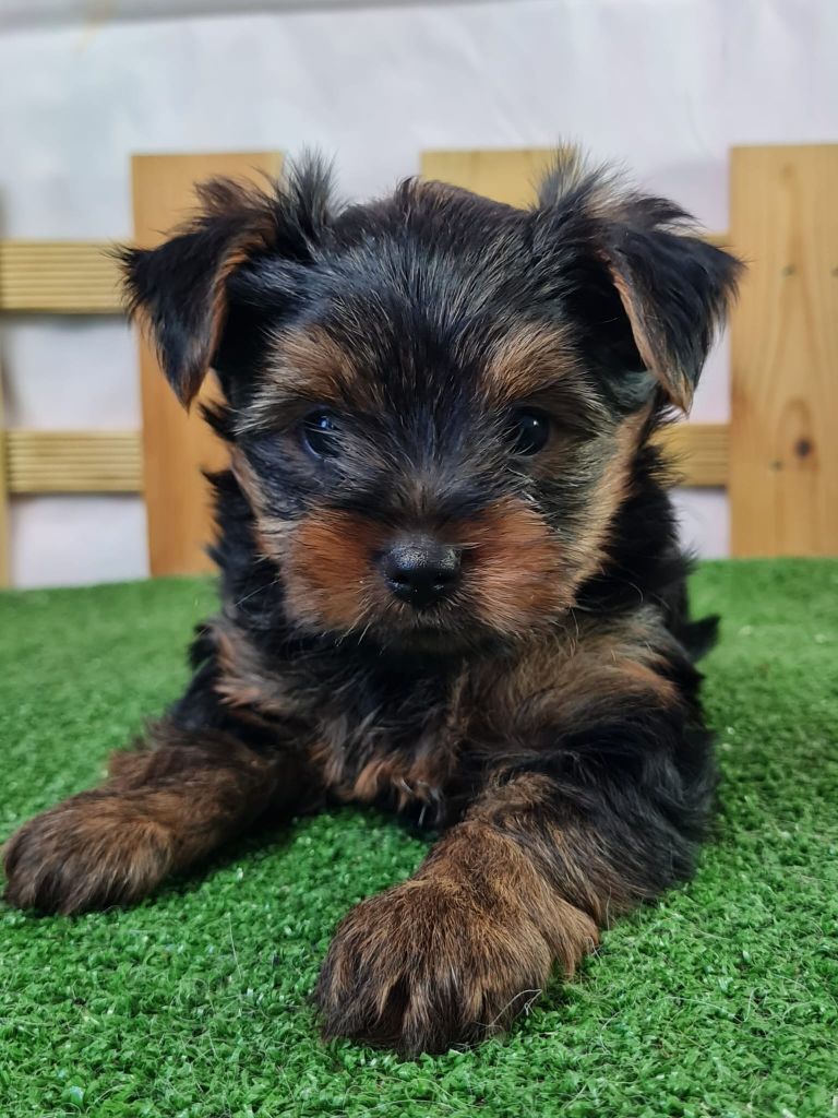 du mont de la chenaie - Yorkshire Terrier - Portée née le 07/05/2025