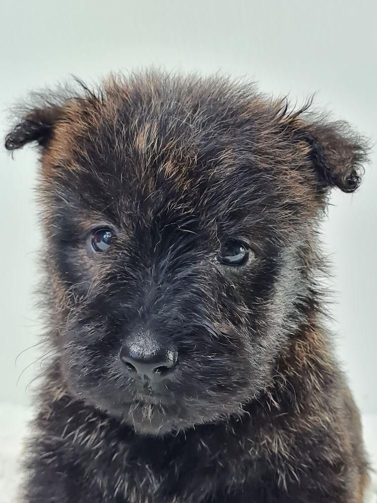 du mont de la chenaie - Scottish Terrier - Portée née le 02/02/2022