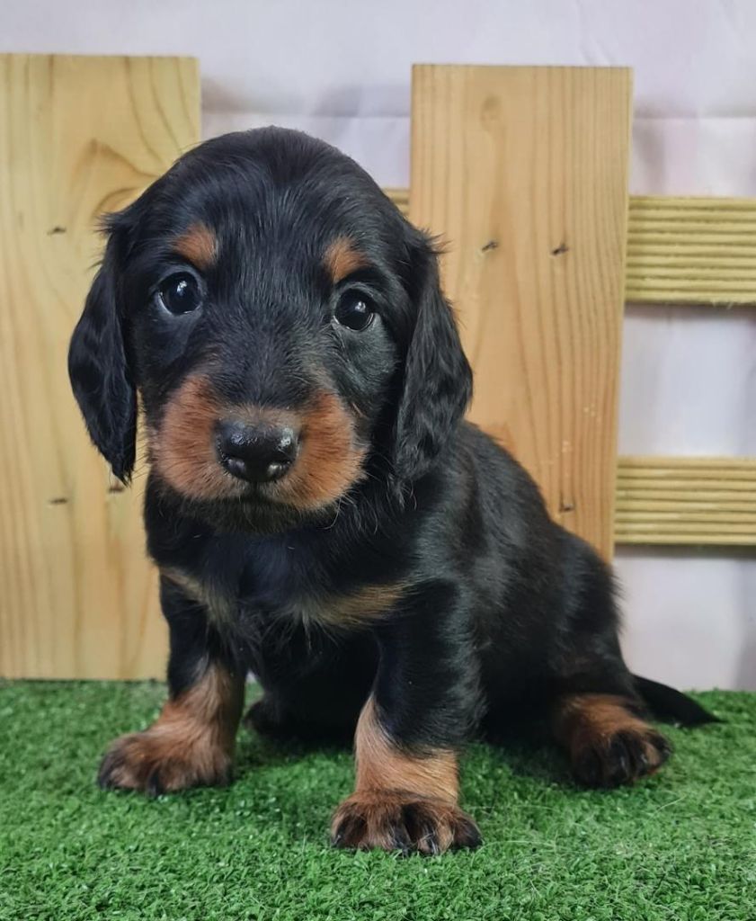 du mont de la chenaie - Teckel poil long - Portée née le 02/10/2023