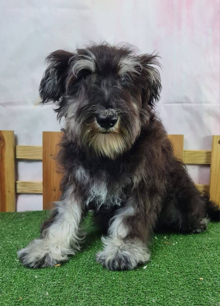 du mont de la chenaie - Chiots disponibles - Schnauzer miniature
