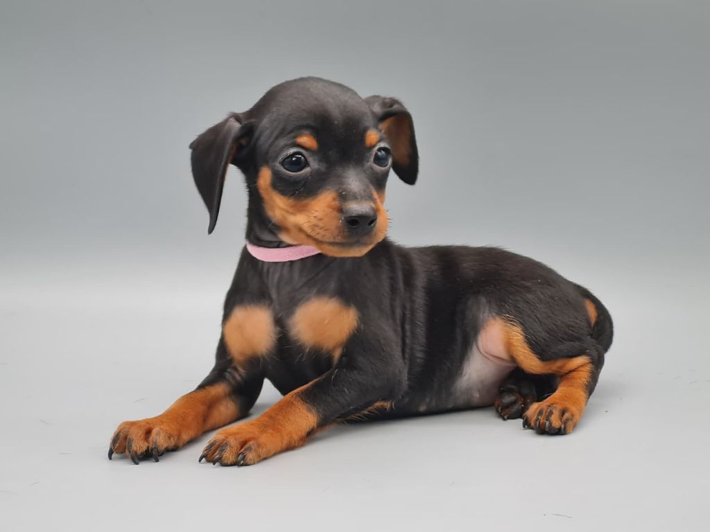 du mont de la chenaie - Chiots disponibles - Pinscher nain