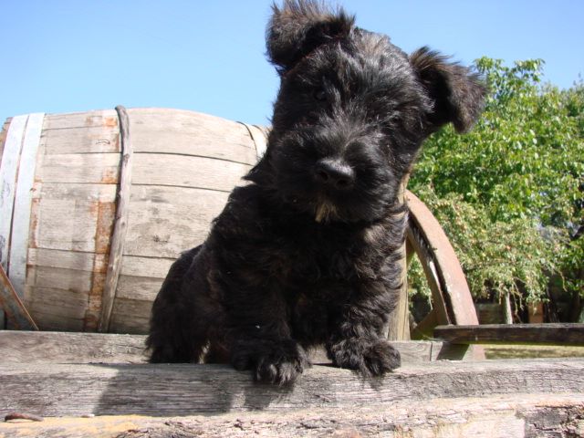 du mont de la chenaie - Scottish Terrier - Portée née le 16/05/2020