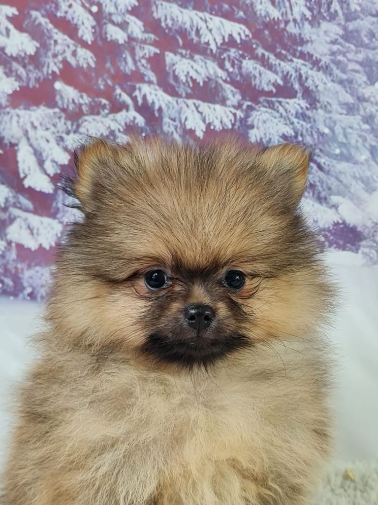 du mont de la chenaie - Chiots disponibles - Spitz allemand