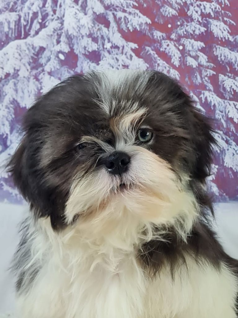 du mont de la chenaie - Chiots disponibles - Shih Tzu