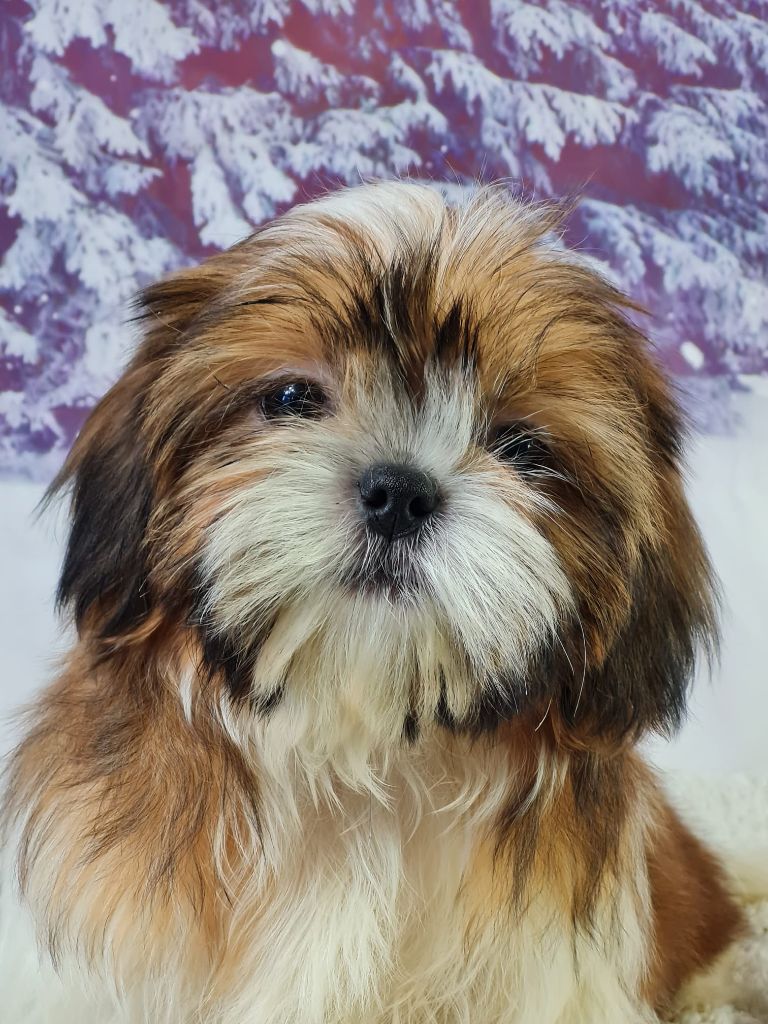 du mont de la chenaie - Chiots disponibles - Shih Tzu