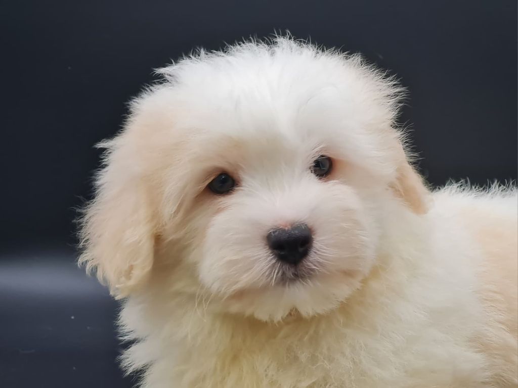 du mont de la chenaie - Chiots disponibles - Coton de Tulear