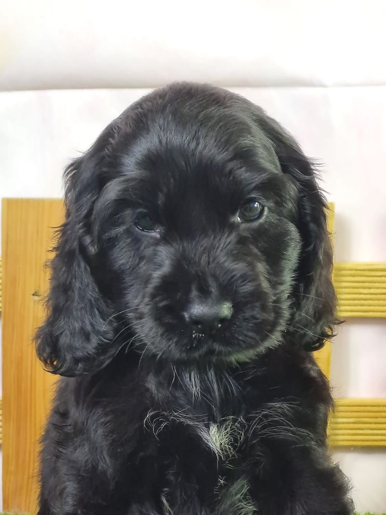 du mont de la chenaie - Chiots disponibles - Cocker Spaniel Anglais
