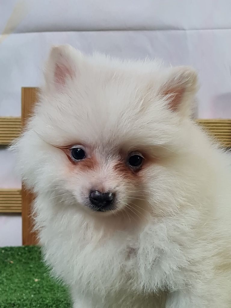 du mont de la chenaie - Chiots disponibles - Volpino Italiano
