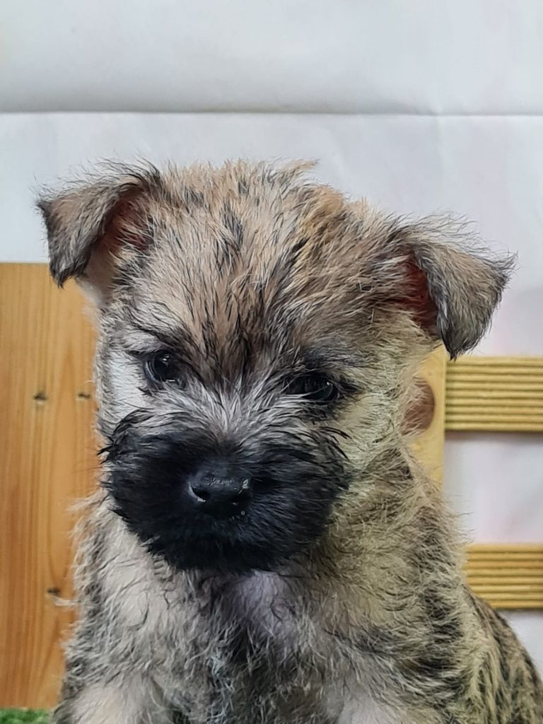 du mont de la chenaie - Chiots disponibles - Cairn Terrier