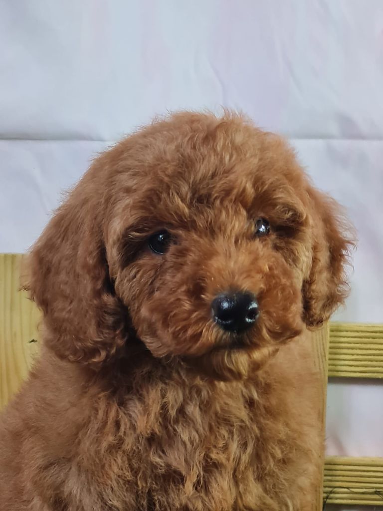 du mont de la chenaie - Chiots disponibles - Caniche