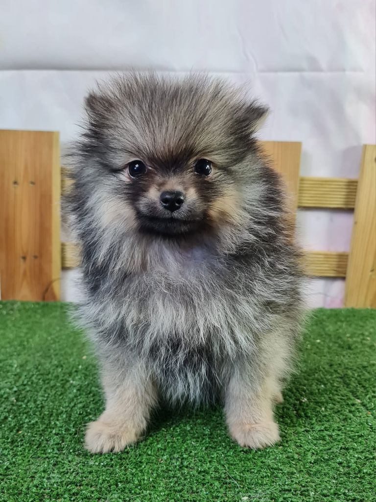 du mont de la chenaie - Chiots disponibles - Spitz allemand