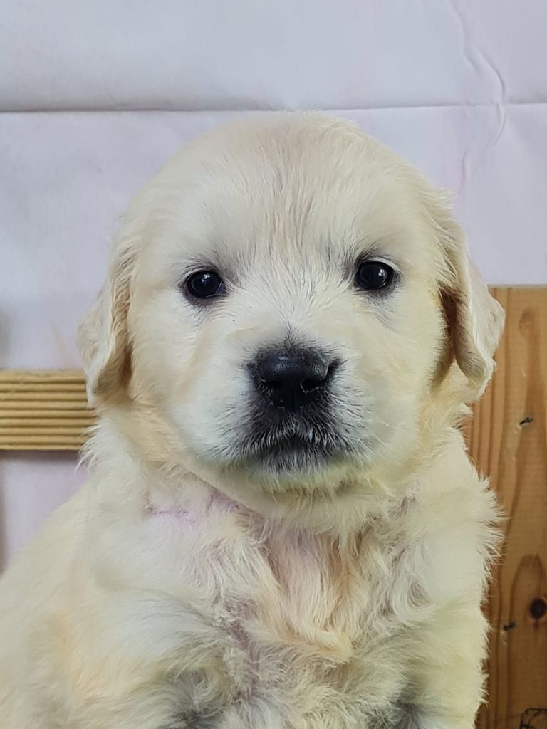 du mont de la chenaie - Chiots disponibles - Golden Retriever