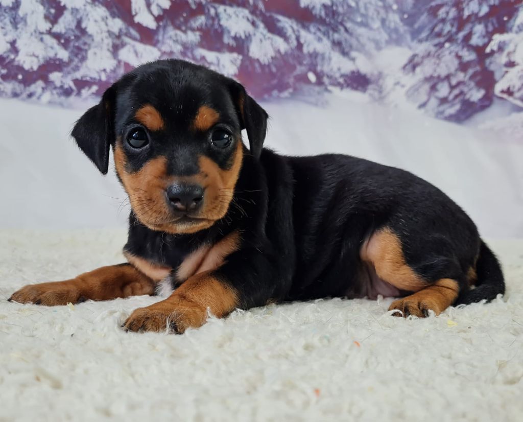 du mont de la chenaie - Pinscher nain - Portée née le 13/03/2025