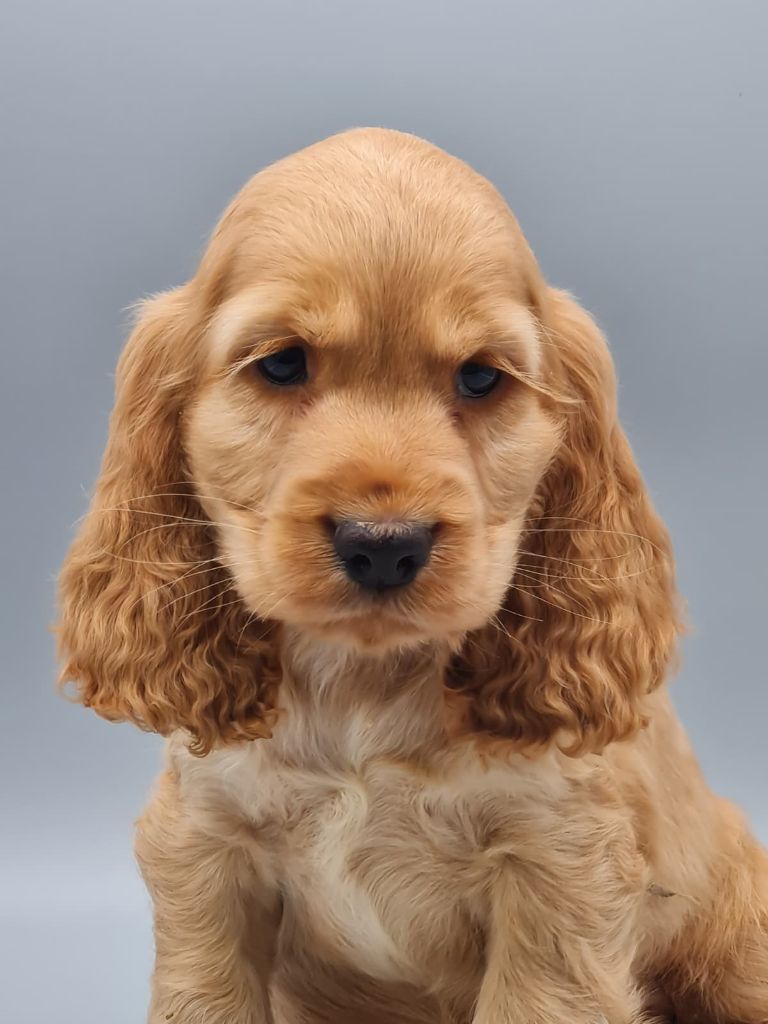du mont de la chenaie - Chiots disponibles - Cocker Spaniel Anglais