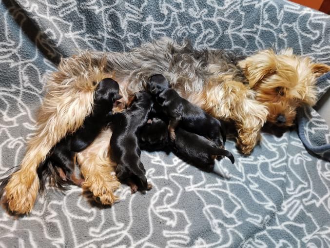 du mont de la chenaie - Yorkshire Terrier - Portée née le 13/01/2021