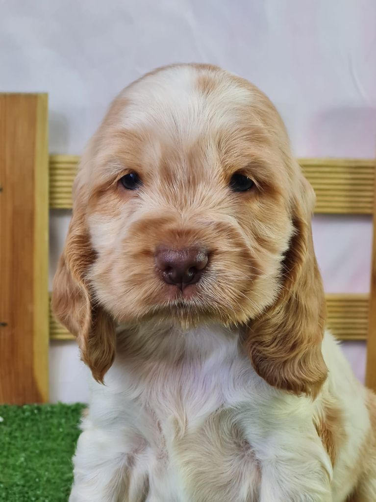 du mont de la chenaie - Chiots disponibles - Cocker Spaniel Anglais