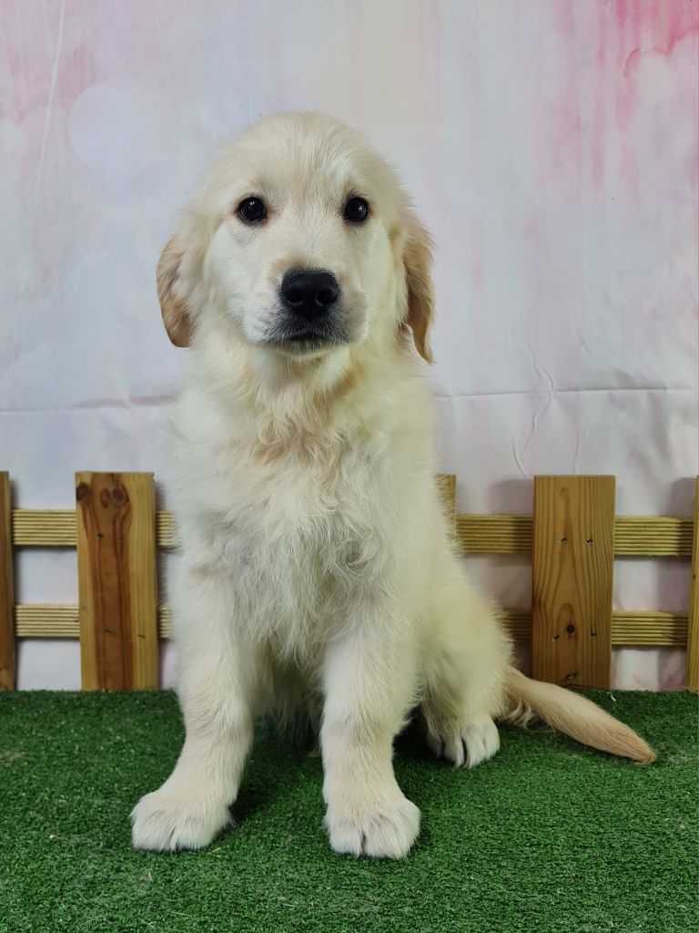 du mont de la chenaie - Chiots disponibles - Golden Retriever