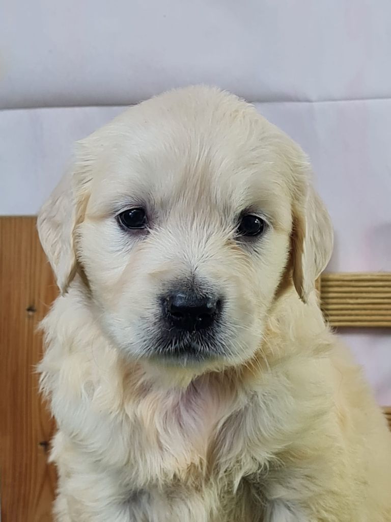 du mont de la chenaie - Chiots disponibles - Golden Retriever