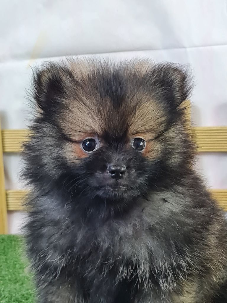 du mont de la chenaie - Chiots disponibles - Spitz allemand