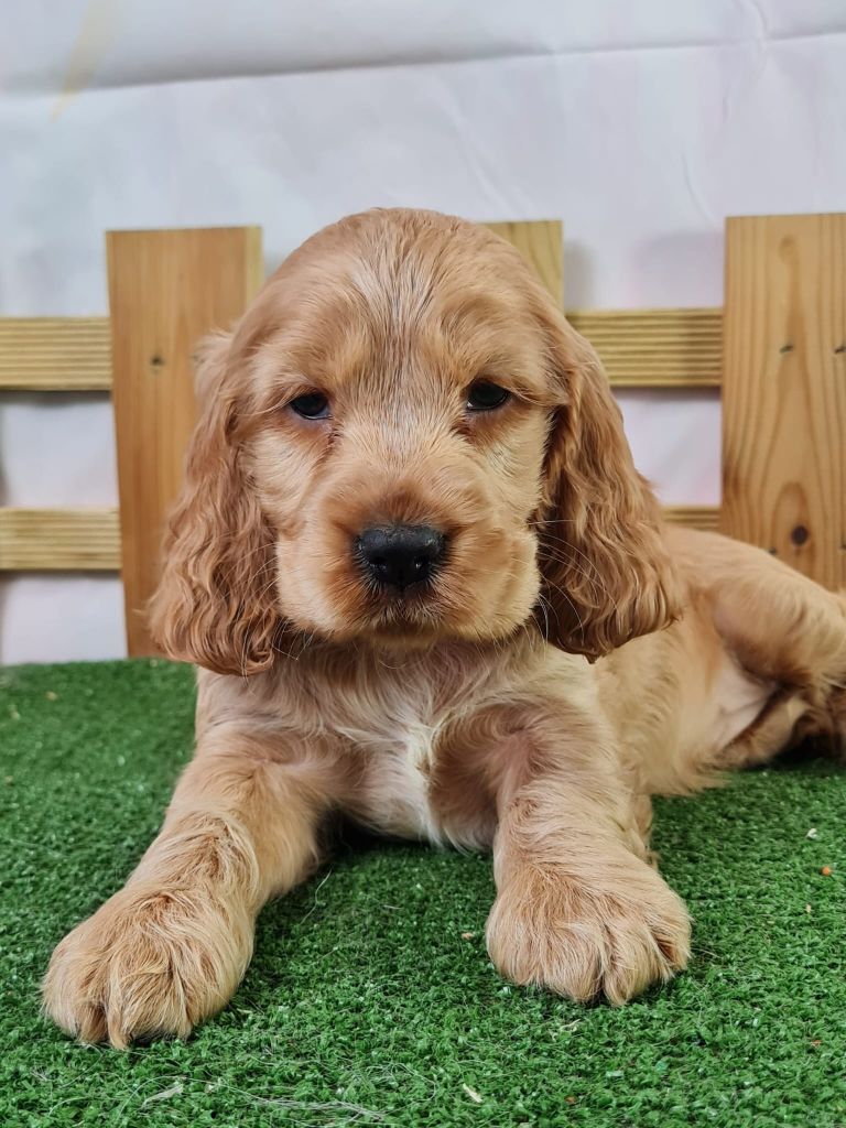 du mont de la chenaie - Chiots disponibles - Cocker Spaniel Anglais