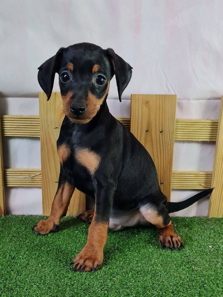 du mont de la chenaie - Pinscher nain - Portée née le 02/06/2024