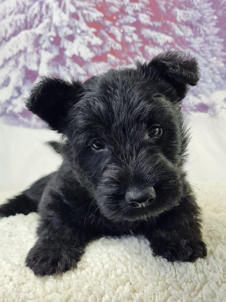 du mont de la chenaie - Scottish Terrier - Portée née le 23/01/2025
