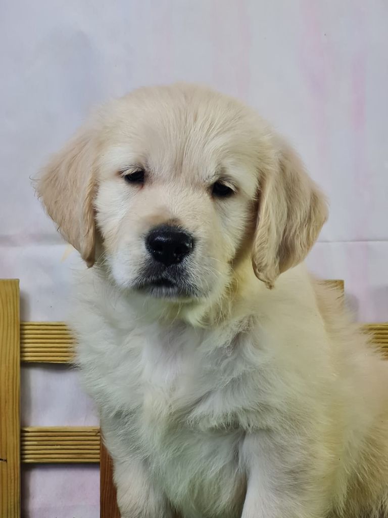 du mont de la chenaie - Chiots disponibles - Golden Retriever