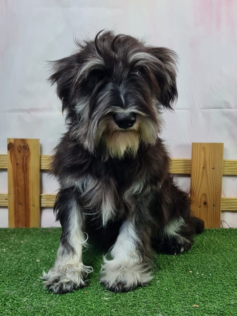 du mont de la chenaie - Chiots disponibles - Schnauzer miniature